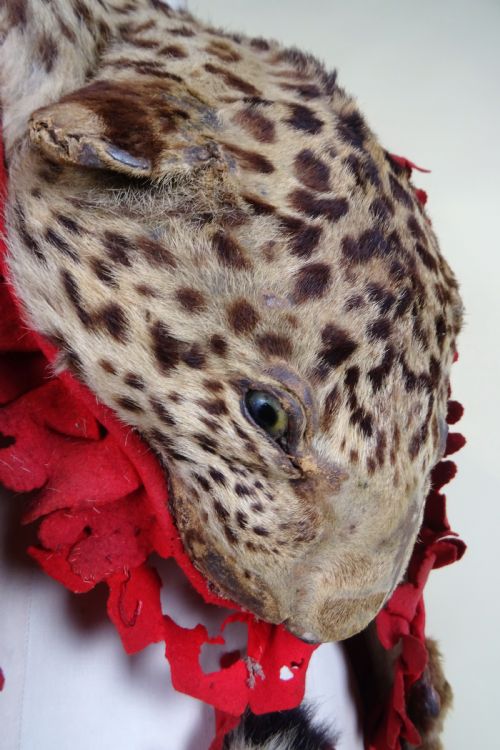 CAMPAIGN MILITARY DRUMMER'S LEOPARD SKIN TAXIDERMY APRON BOER WAR - ADDITIONAL PHOTO 4