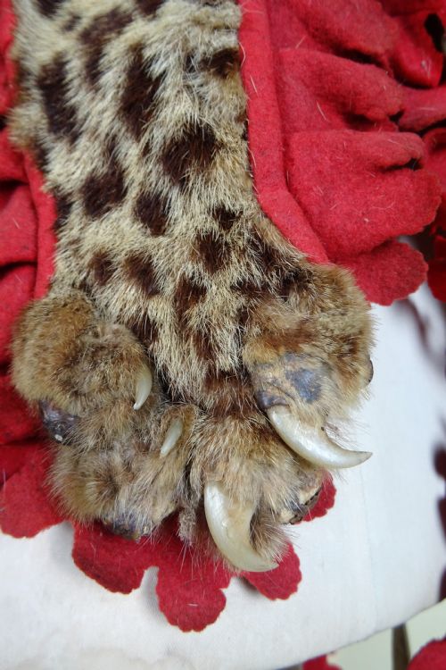CAMPAIGN MILITARY DRUMMER'S LEOPARD SKIN TAXIDERMY APRON BOER WAR - ADDITIONAL PHOTO 9