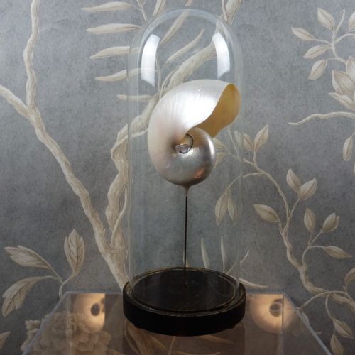 NATURAL HISTORY NAUTILUS SHELL WITHIN A GLASS DOME - ADDITIONAL PHOTO 1