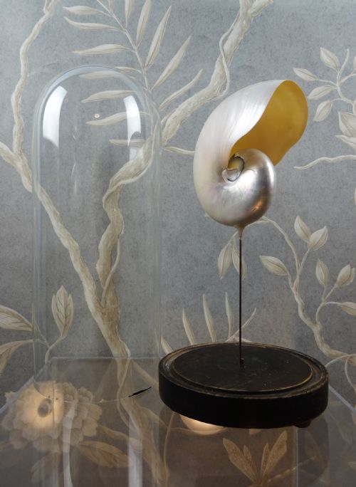 NATURAL HISTORY NAUTILUS SHELL WITHIN A GLASS DOME - ADDITIONAL PHOTO 2