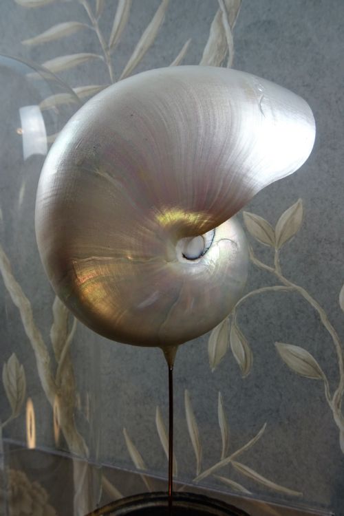 NATURAL HISTORY NAUTILUS SHELL WITHIN A GLASS DOME - ADDITIONAL PHOTO 3