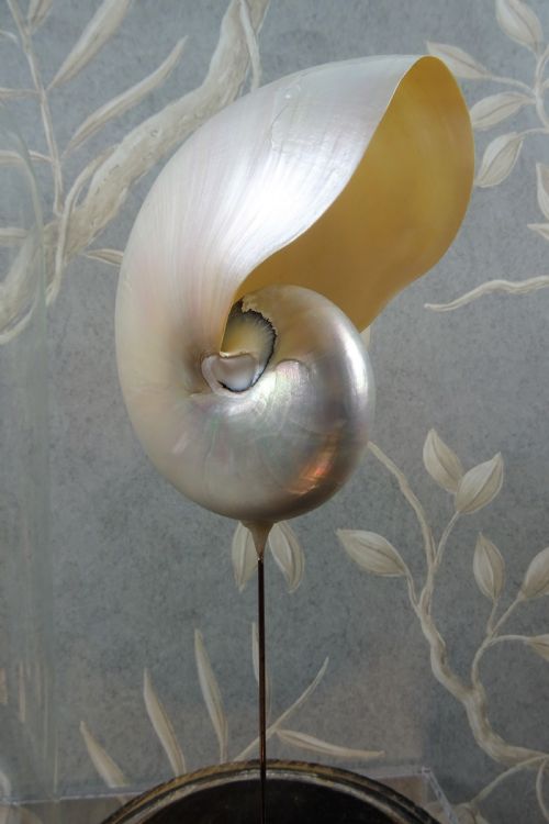 NATURAL HISTORY NAUTILUS SHELL WITHIN A GLASS DOME - ADDITIONAL PHOTO 6