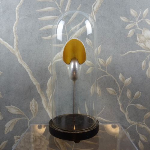 NATURAL HISTORY NAUTILUS SHELL WITHIN A GLASS DOME - ADDITIONAL PHOTO 7