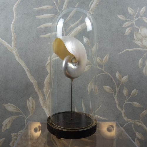 NATURAL HISTORY NAUTILUS SHELL WITHIN A GLASS DOME - ADDITIONAL PHOTO 8