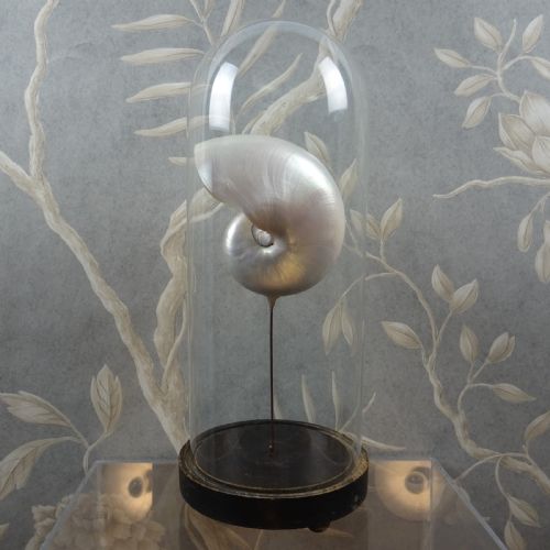 NATURAL HISTORY NAUTILUS SHELL WITHIN A GLASS DOME - ADDITIONAL PHOTO 9