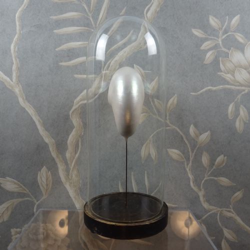 NATURAL HISTORY NAUTILUS SHELL WITHIN A GLASS DOME - ADDITIONAL PHOTO 10