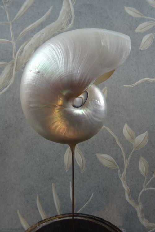 NATURAL HISTORY NAUTILUS SHELL WITHIN A GLASS DOME - ADDITIONAL PHOTO 4