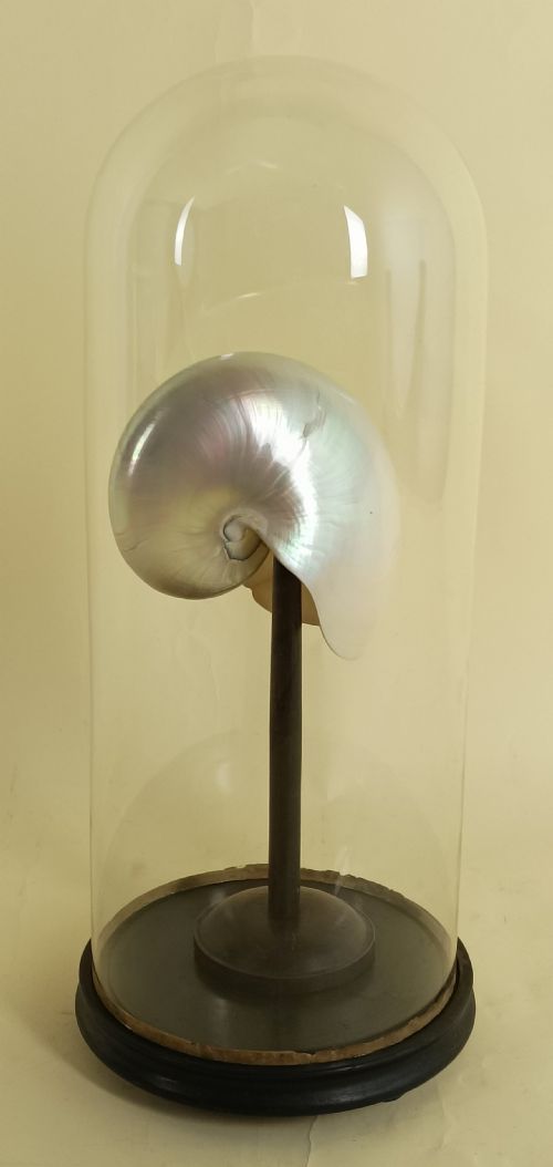 natural history nautilus shell within a glass dome - CATEGORY: ANTIQUE MISCELLANEOUS - DATED 1900