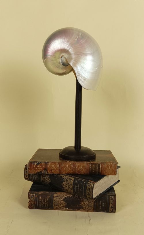 NATURAL HISTORY NAUTILUS SHELL WITHIN A GLASS DOME - ADDITIONAL PHOTO 1