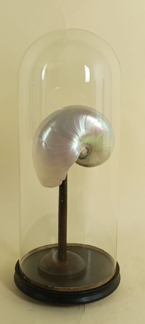 NATURAL HISTORY NAUTILUS SHELL WITHIN A GLASS DOME - ADDITIONAL PHOTO 2