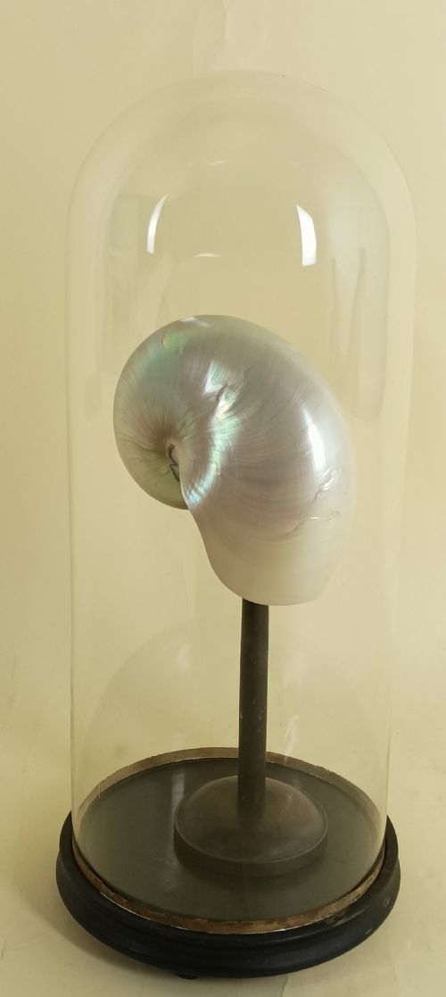 NATURAL HISTORY NAUTILUS SHELL WITHIN A GLASS DOME - ADDITIONAL PHOTO 3