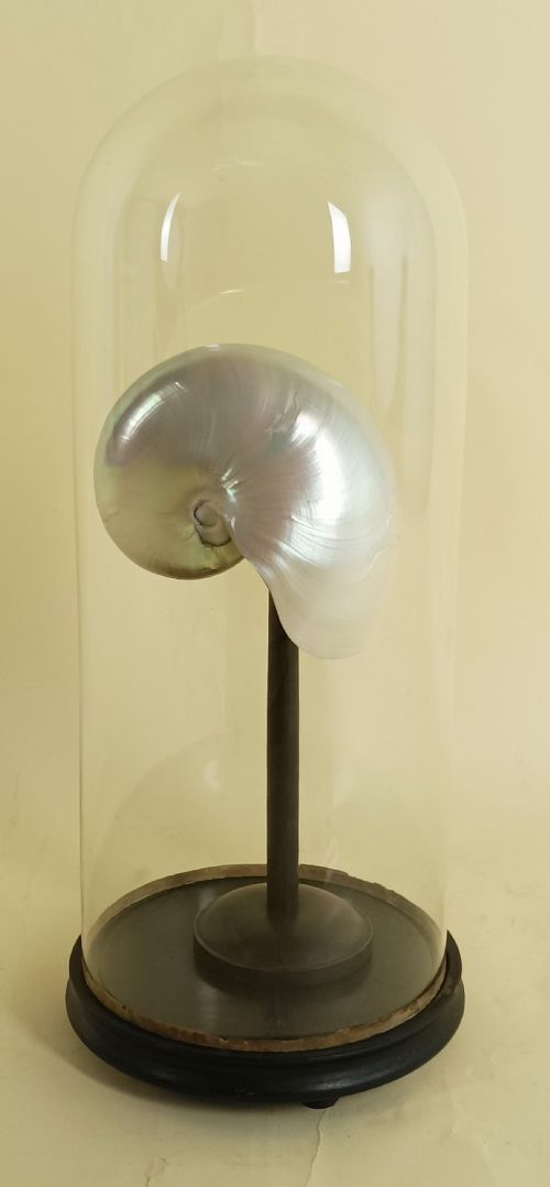NATURAL HISTORY NAUTILUS SHELL WITHIN A GLASS DOME - ADDITIONAL PHOTO 4