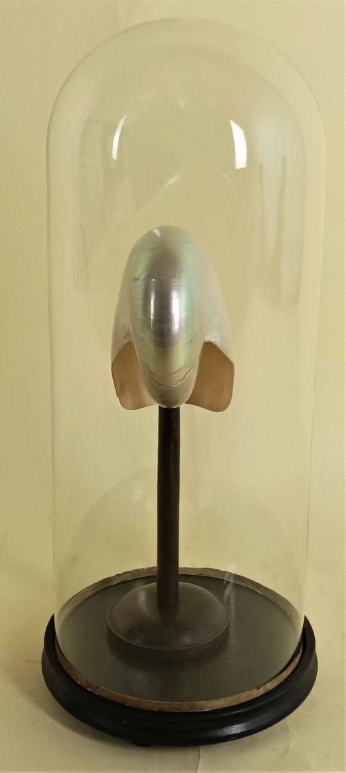 NATURAL HISTORY NAUTILUS SHELL WITHIN A GLASS DOME - ADDITIONAL PHOTO 5