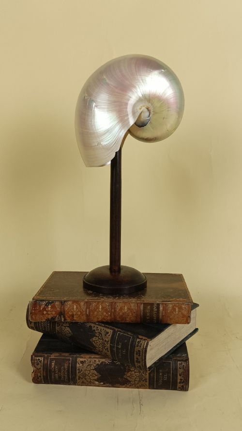 NATURAL HISTORY NAUTILUS SHELL WITHIN A GLASS DOME - ADDITIONAL PHOTO 6