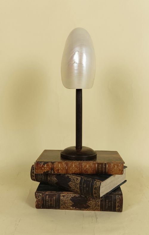 NATURAL HISTORY NAUTILUS SHELL WITHIN A GLASS DOME - ADDITIONAL PHOTO 7