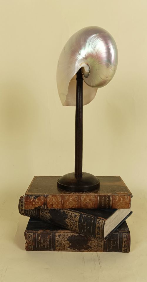 NATURAL HISTORY NAUTILUS SHELL WITHIN A GLASS DOME - ADDITIONAL PHOTO 8