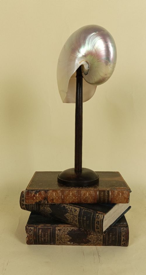 NATURAL HISTORY NAUTILUS SHELL WITHIN A GLASS DOME - ADDITIONAL PHOTO 10