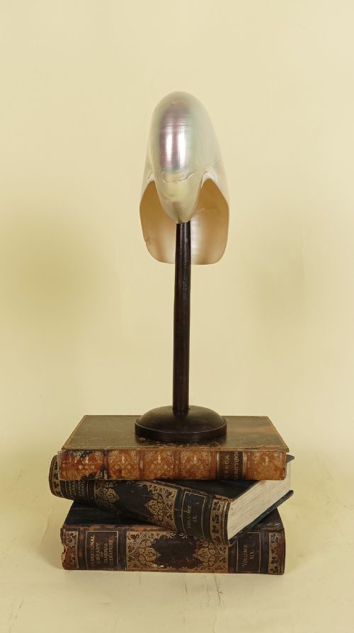 NATURAL HISTORY NAUTILUS SHELL WITHIN A GLASS DOME - ADDITIONAL PHOTO 11