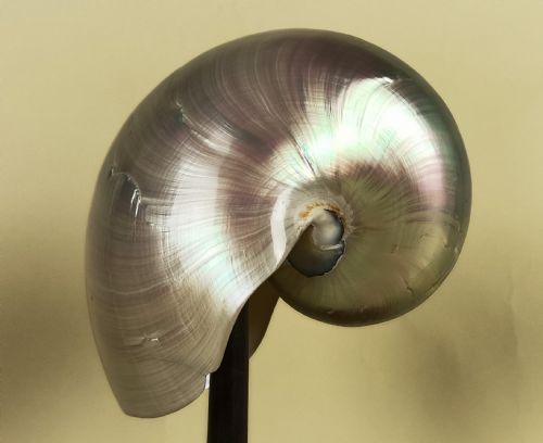 NATURAL HISTORY NAUTILUS SHELL WITHIN A GLASS DOME - ADDITIONAL PHOTO 12