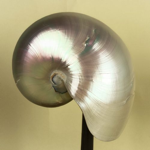 NATURAL HISTORY NAUTILUS SHELL WITHIN A GLASS DOME - ADDITIONAL PHOTO 13
