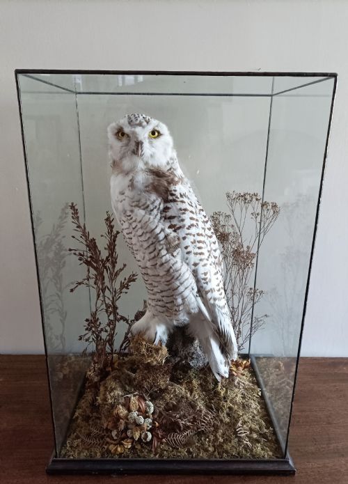 A Cased Taxidermy Snowy Owl, 1920’S