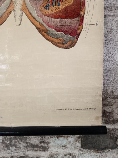 ANTIQUE ANATOMICAL CHART BY W A K JOHNSTON'S SERIES OF ANATOMY CHARTS PLATE 3 LUNGS VEINS - ADDITIONAL PHOTO 1