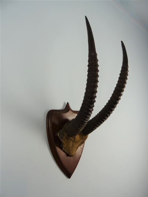 ANTIQUE TAXIDERMY SABLE ANTELOPE HORNS - ADDITIONAL PHOTO 5