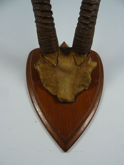 ANTIQUE TAXIDERMY SABLE ANTELOPE HORNS - ADDITIONAL PHOTO 4