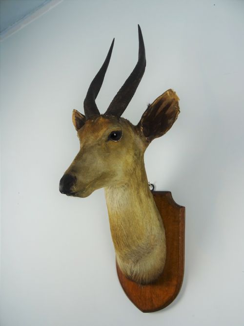 EDWARD GERRARD SONS TAXIDERMY BUSHBUCK TROPHY HEAD - ADDITIONAL PHOTO 2