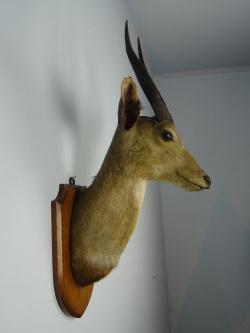 EDWARD GERRARD SONS TAXIDERMY BUSHBUCK TROPHY HEAD - ADDITIONAL PHOTO 1