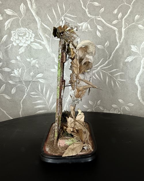 ANTIQUE VICTORIAN ANIMAL SKULL DISPLAY - ADDITIONAL PHOTO 3