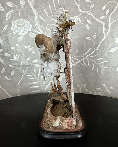 ANTIQUE VICTORIAN ANIMAL SKULL DISPLAY - ADDITIONAL PHOTO 4
