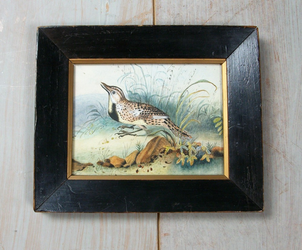 An exquisite watercolour of a bird View III