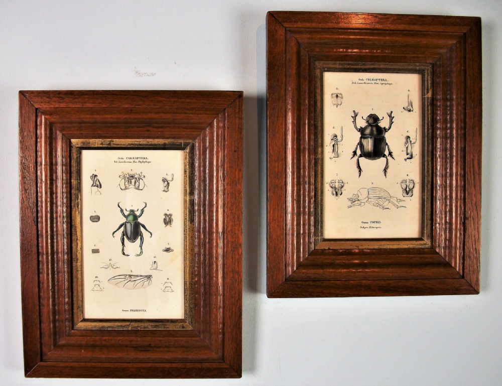 Pair of Beetles Prints in Moulded Oak Frame