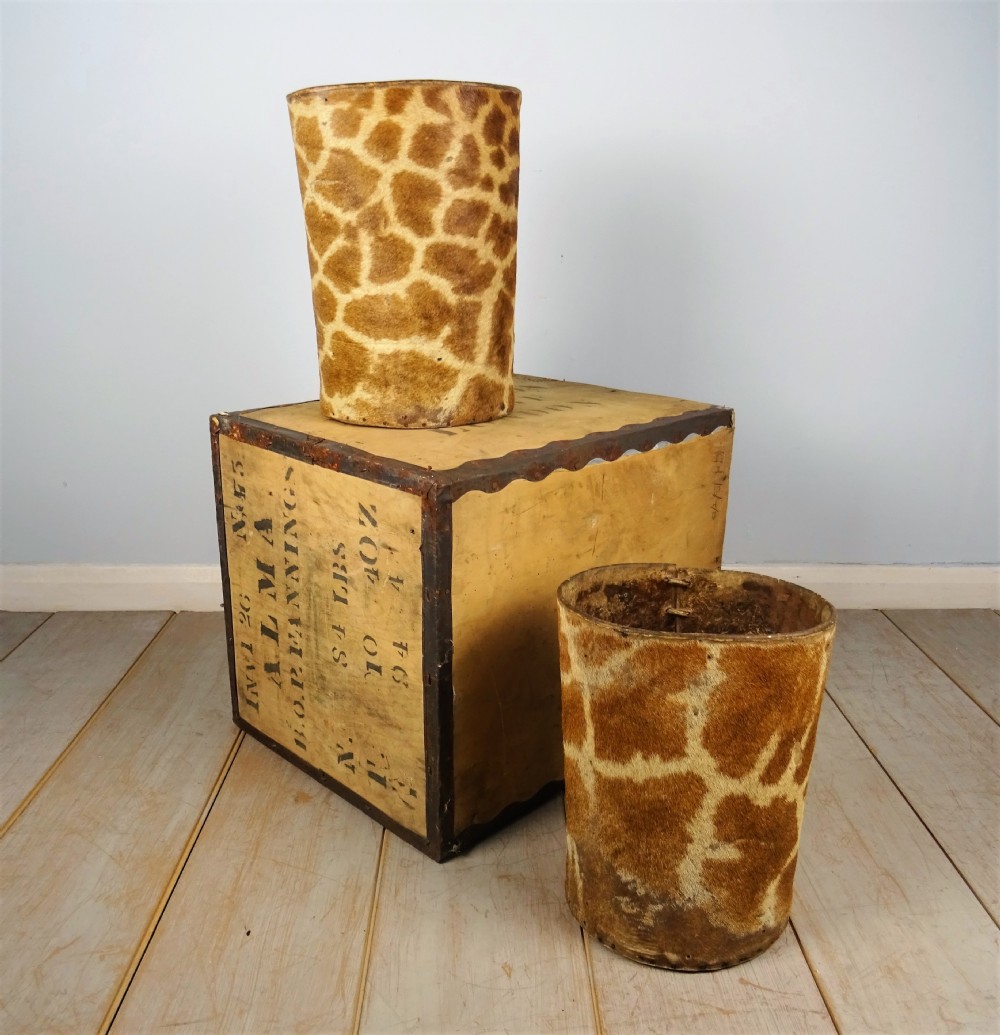 A pair of Rowland Ward Taxidermy Giraffe Walking Stick or Cane Stands