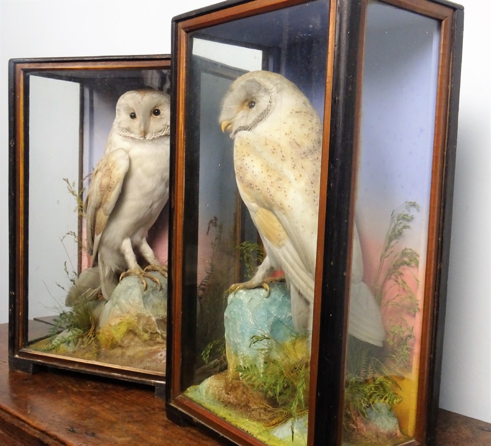 Pair of Victorian taxidermy barn owls by James Hutchings of Aberystwyth, Wales