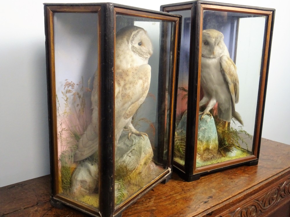 Pair of Victorian taxidermy barn owls by James Hutchings of Aberystwyth, Wales View II