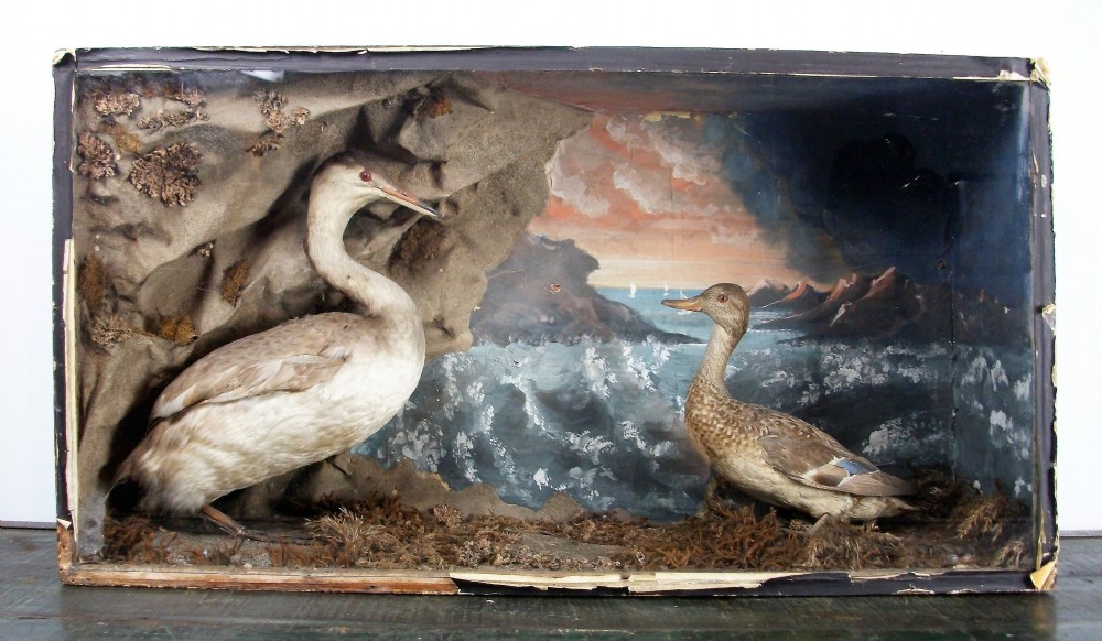 Original Late Victorian Taxidermy Diorama of two Birds