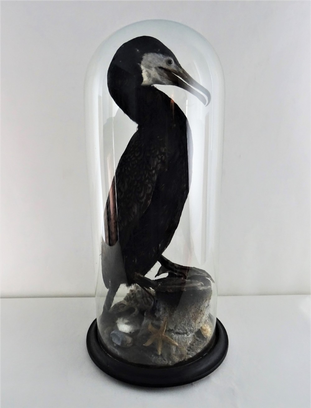 Taxidermy Cormorant under Display Dome View VI