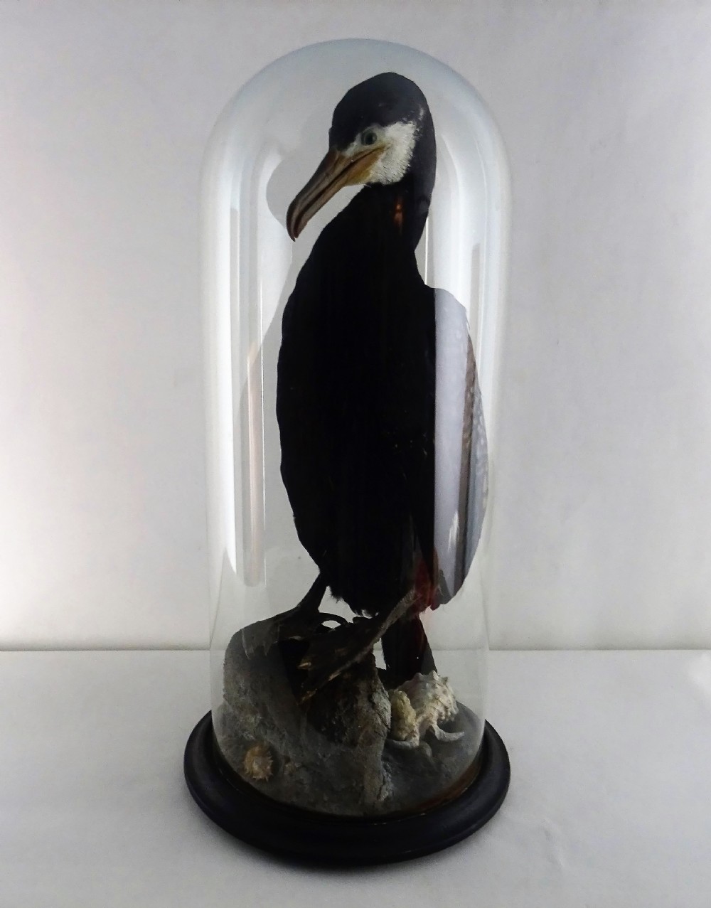 Taxidermy Cormorant under Display Dome View III