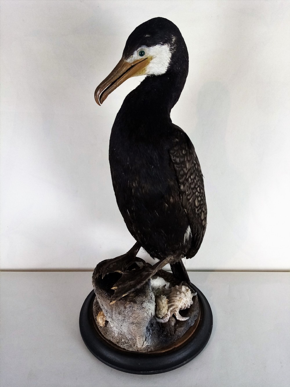 Taxidermy Cormorant under Display Dome View IV