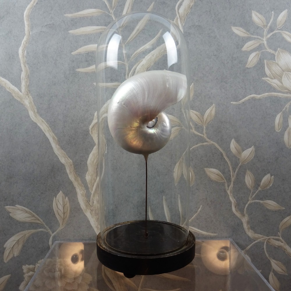 Natural History Nautilus Shell Within a Glass Dome