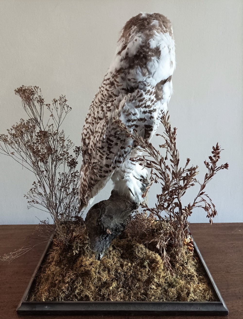 A Cased Taxidermy Snowy Owl, 1920’s View II