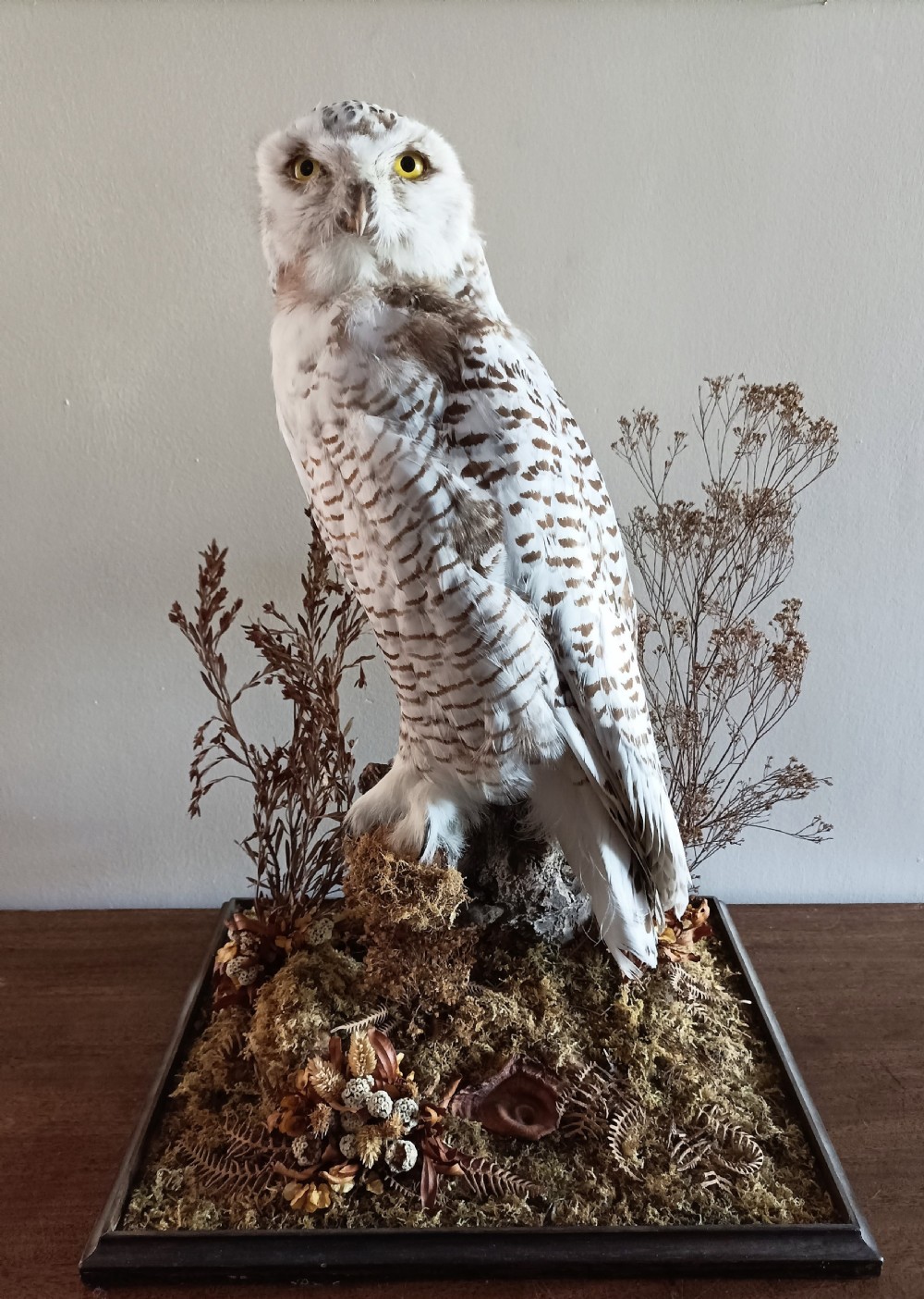 A Cased Taxidermy Snowy Owl, 1920’s View V