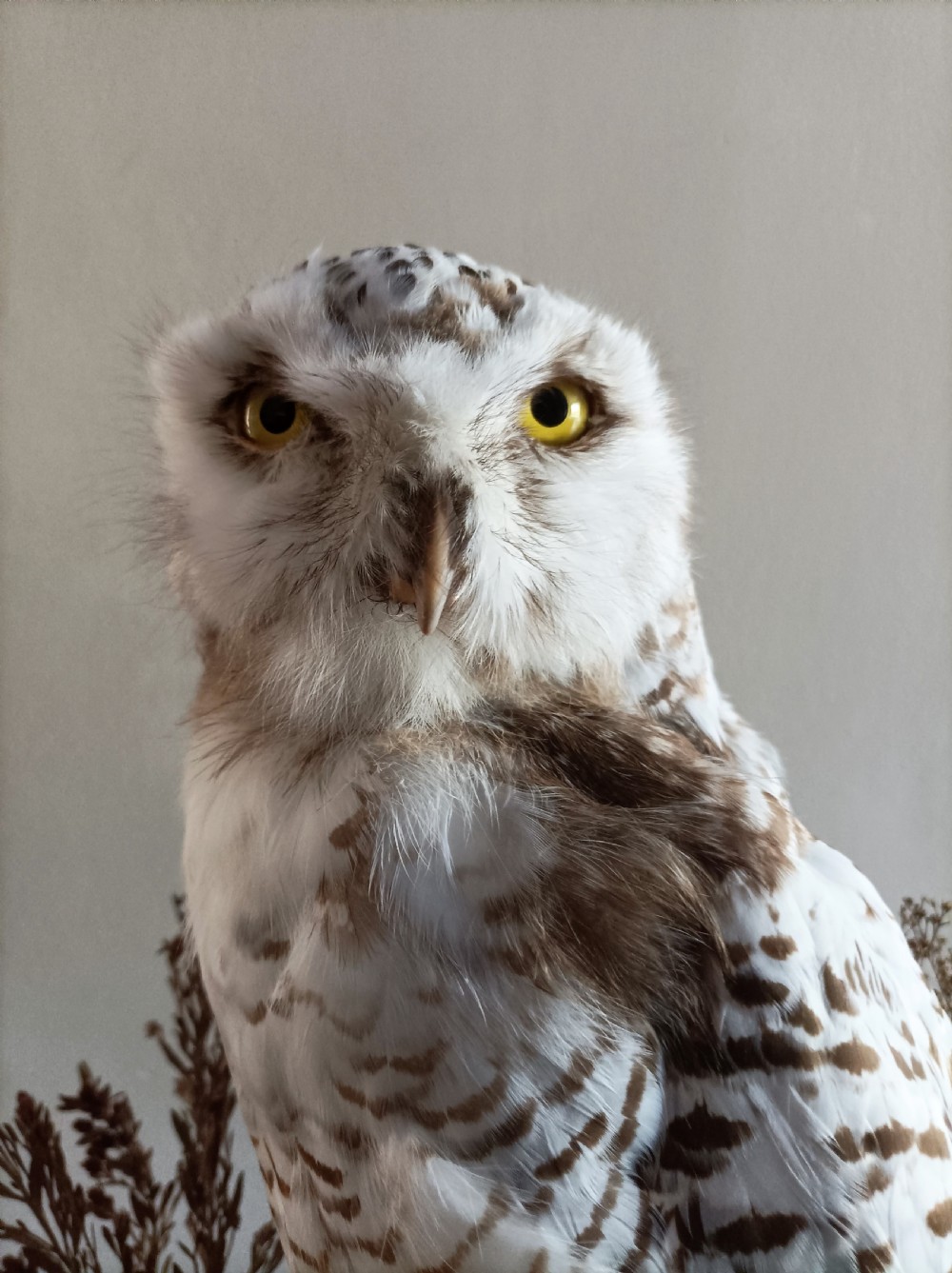 A Cased Taxidermy Snowy Owl, 1920’s View X