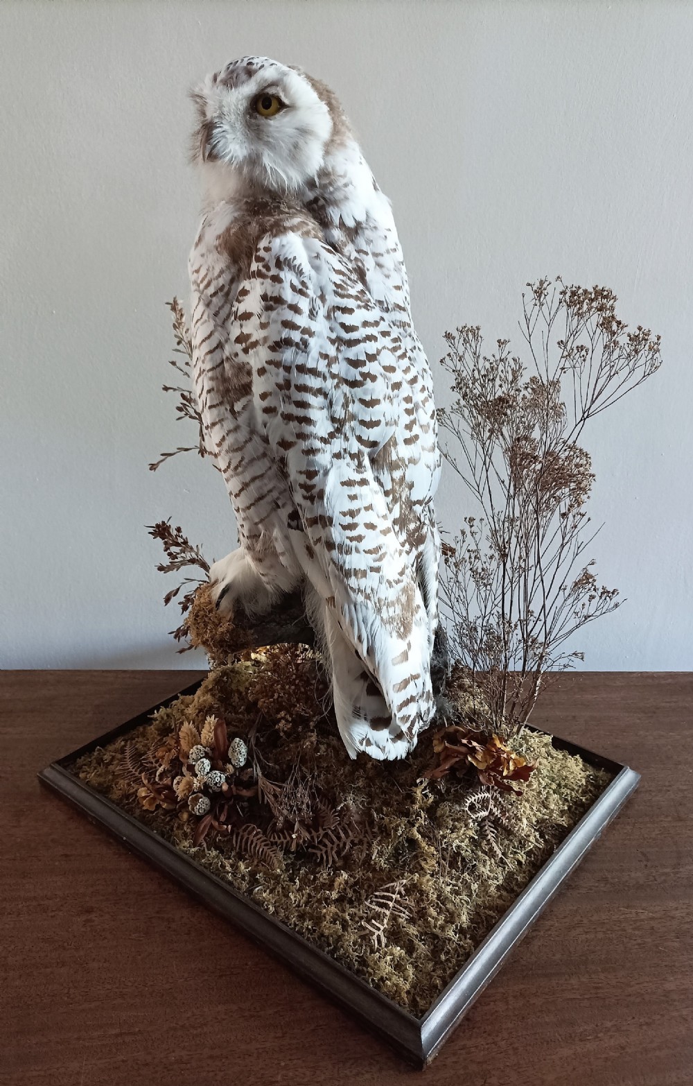 A Cased Taxidermy Snowy Owl, 1920’s View VII