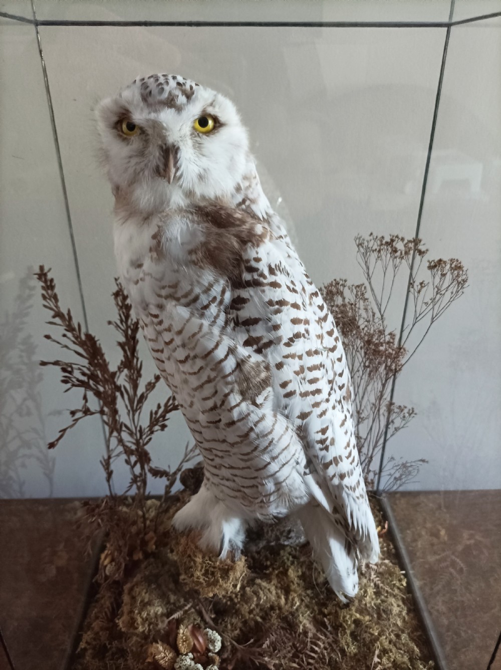 A Cased Taxidermy Snowy Owl, 1920’s View VIII