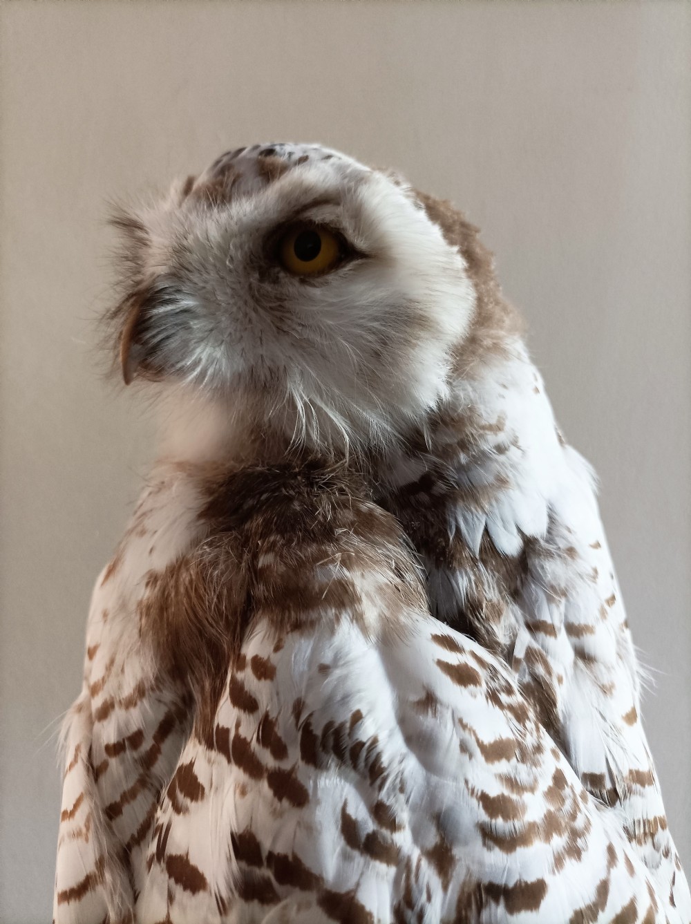A Cased Taxidermy Snowy Owl, 1920’s View VI