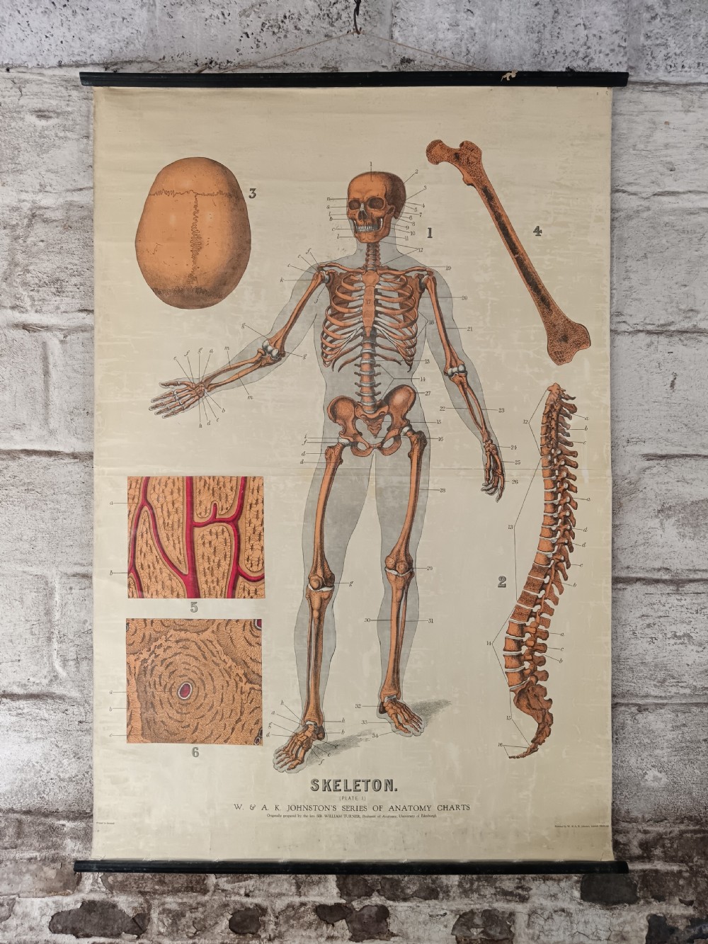 An antique printed wall chart illustrating a full human skeleton alongside anatomical diagrams of the skull, spine, and bone structure, mounted on dark wooden batons.
