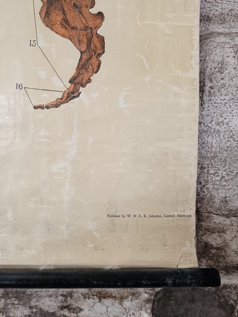 An antique printed wall chart illustrating a full human skeleton alongside anatomical diagrams of the skull, spine, and bone structure, mounted on dark wooden batons. View II